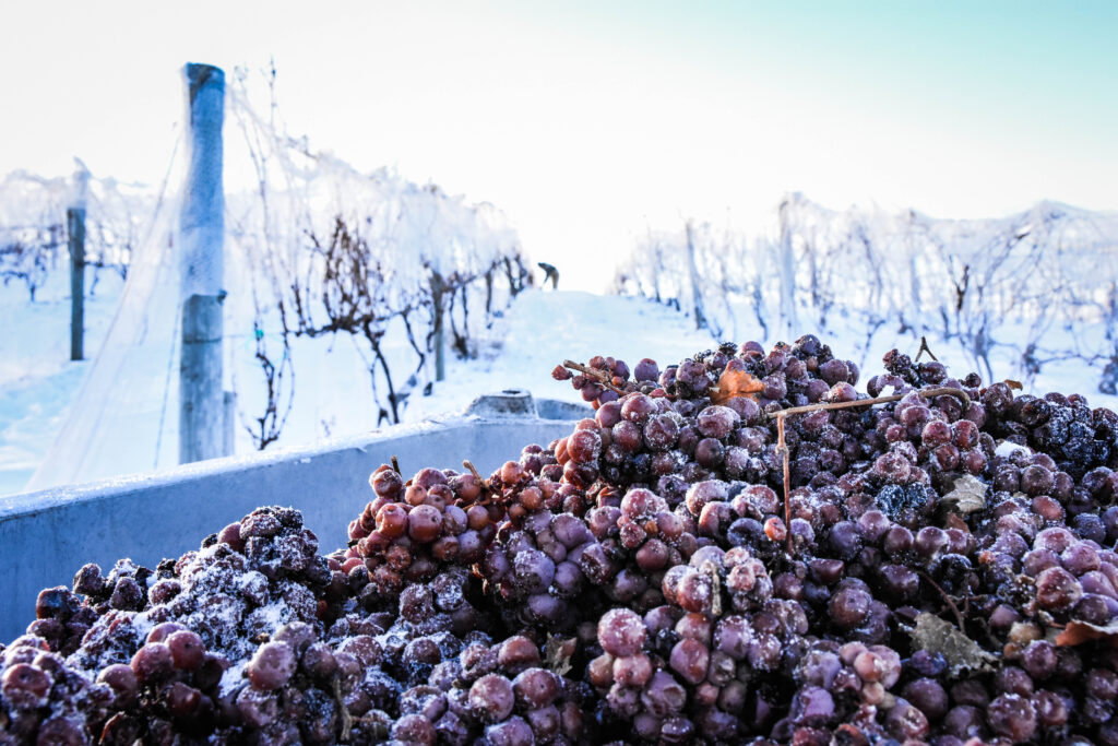 Ice Wine harvest at Chateau Chantal